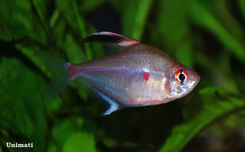 Bleeding Heart Tetra