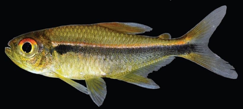 Schwartz's Tetra
