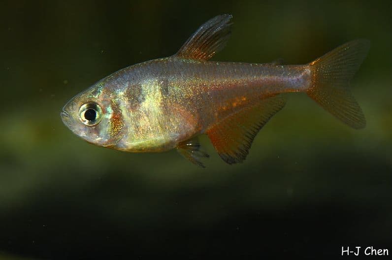 Flame Tetra