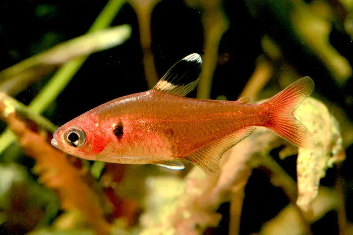 Crystal Red Tetra