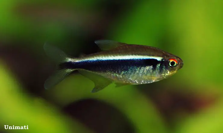 Black Neon Tetra