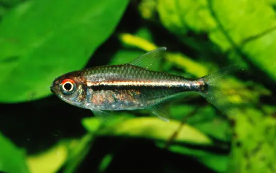Flag Tetra