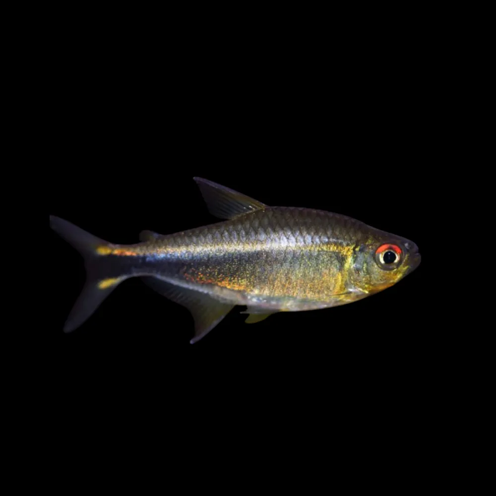 Purple Tetra