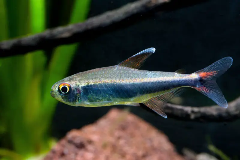 Peruvian Tetra
