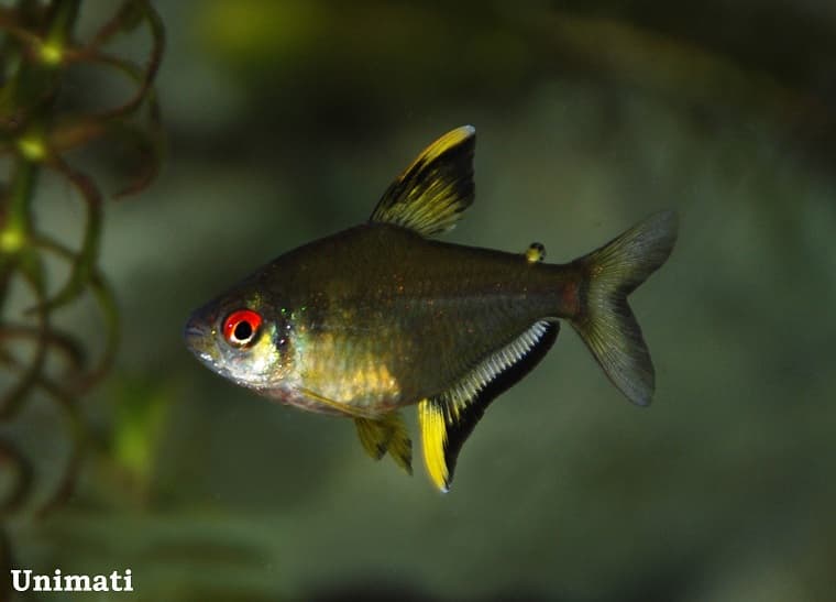 Lemon Tetra