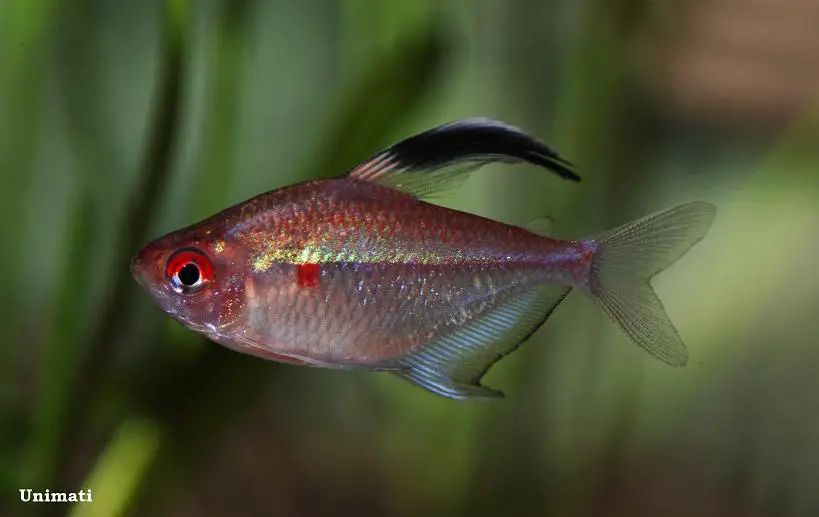 Flame-back Bleeding Heart Tetra