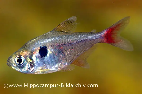 Yellow Phantom Tetra