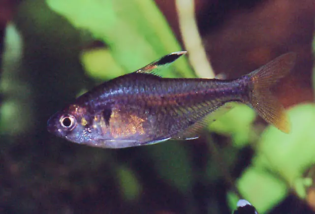 False X-ray Tetra