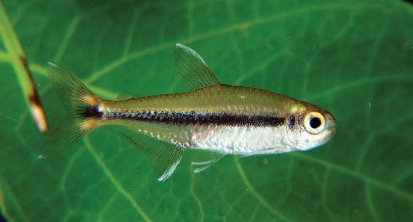 Savanna Tetra