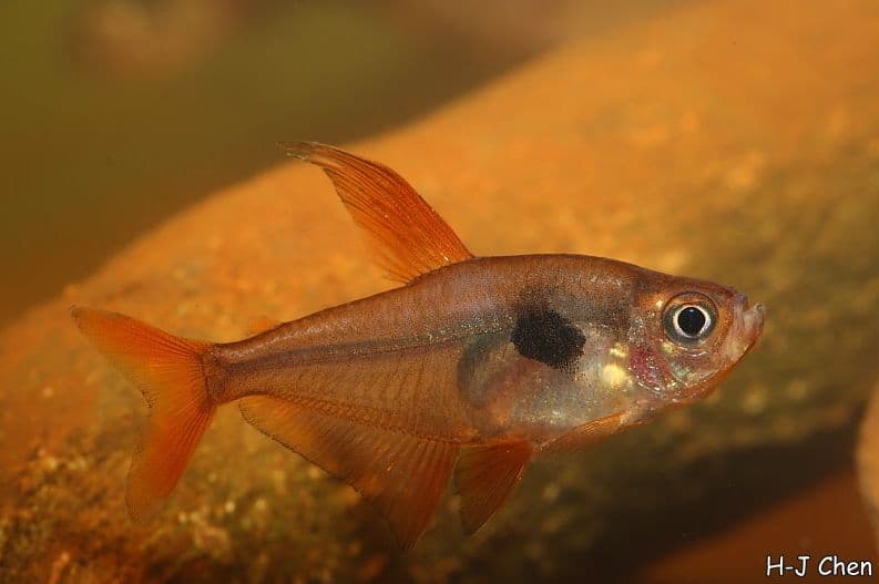 Red Phantom Tetra
