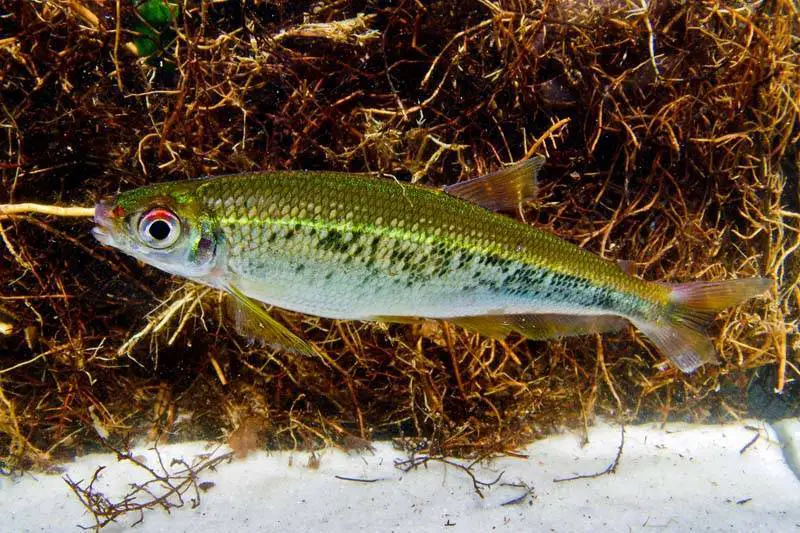 Variatus Tetra