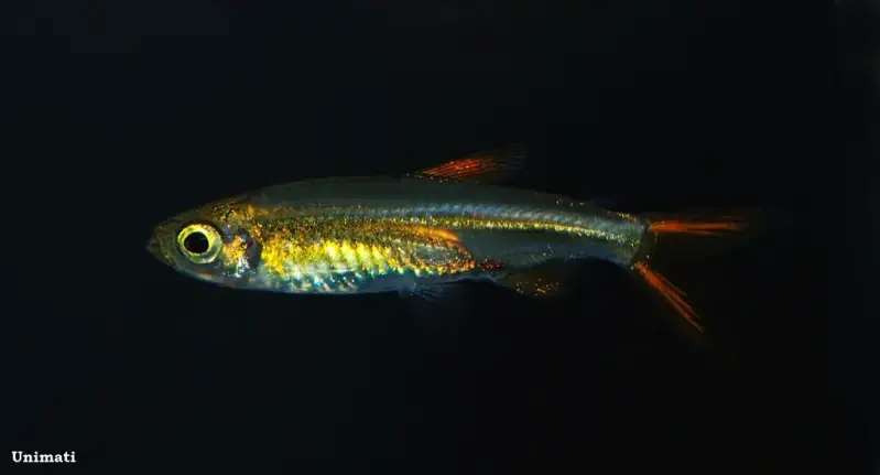 Jelly Bean Tetra
