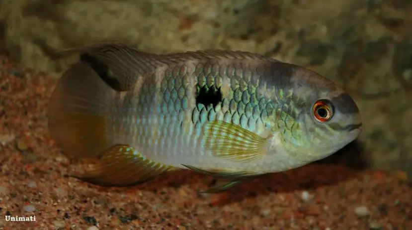 Orangeflossen Cichlid