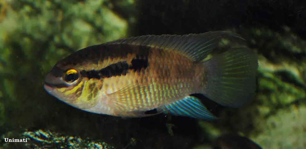 Smiling Cichlid