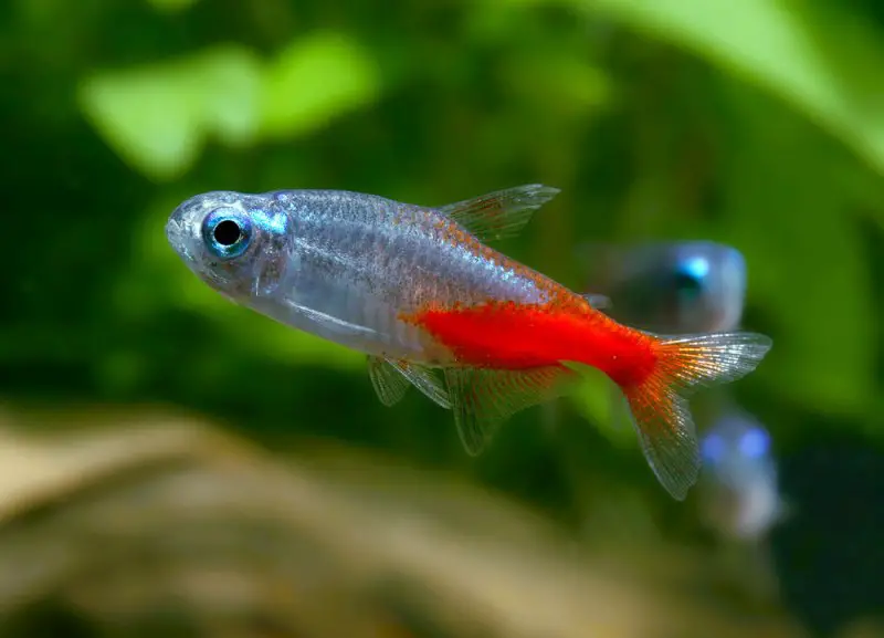 Neon Tetra