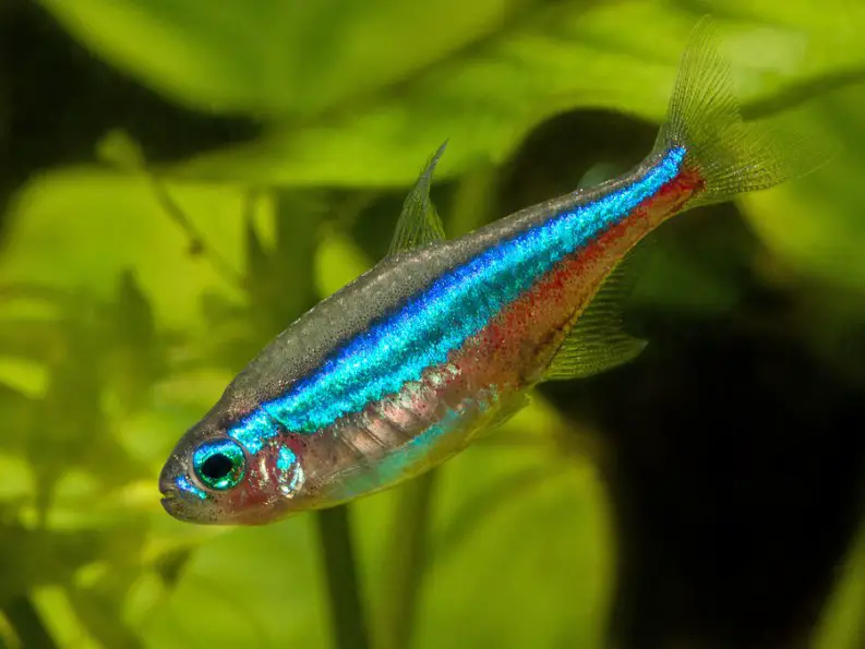 Rainbow Tetra