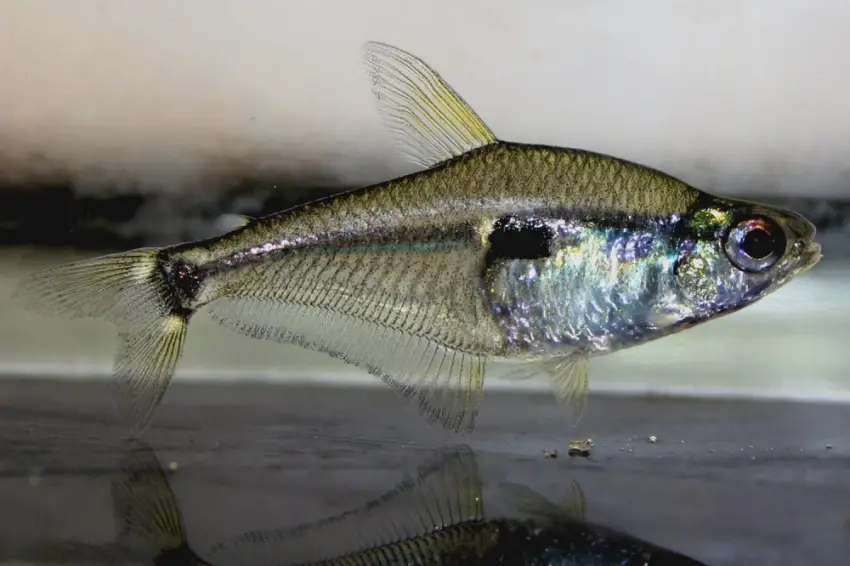 Six-Eyed Tetra