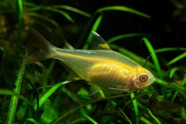 X-ray Tetra