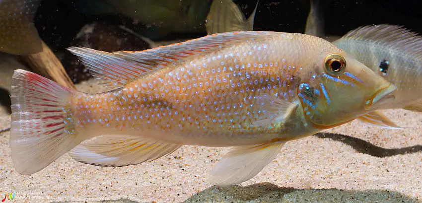 Retroculus lapidifer