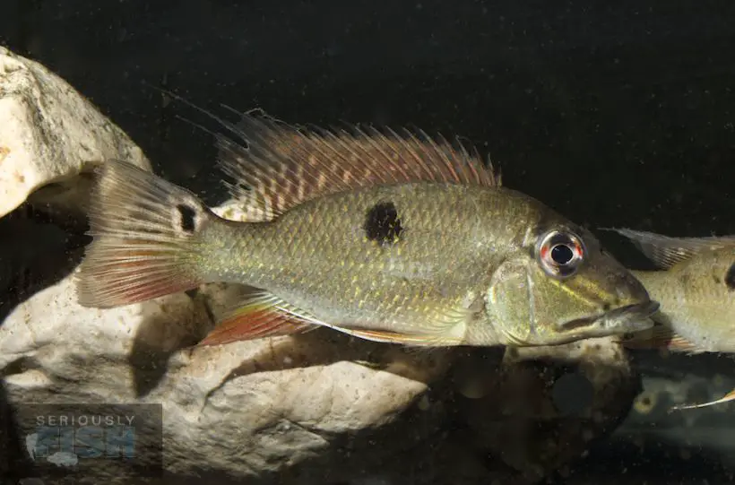 One-spotted Demon Fish