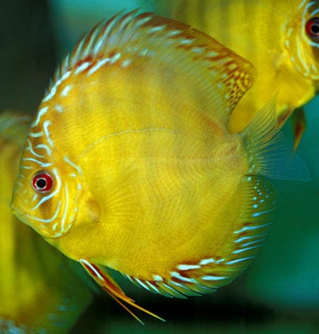 Discus