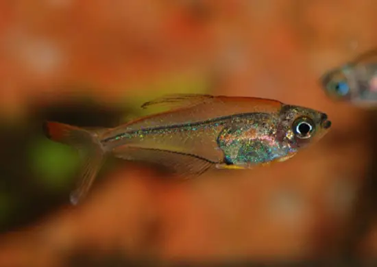 Hummingbird Tetra